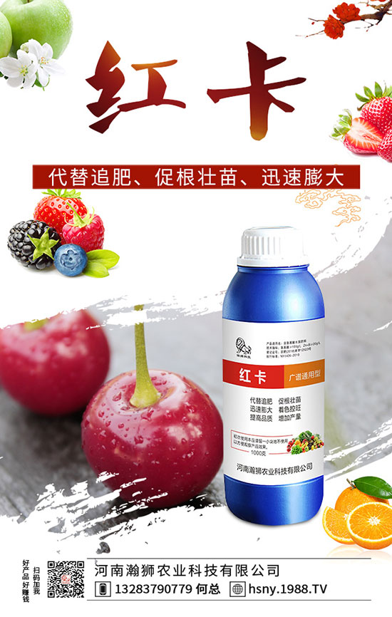 辣椒出苗后如何管理?辣椒出苗后移栽技術(shù)要點