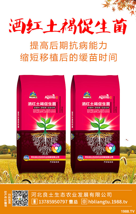 莧菜什么時候種植較好？莧菜的種植技術(shù)與田間管理