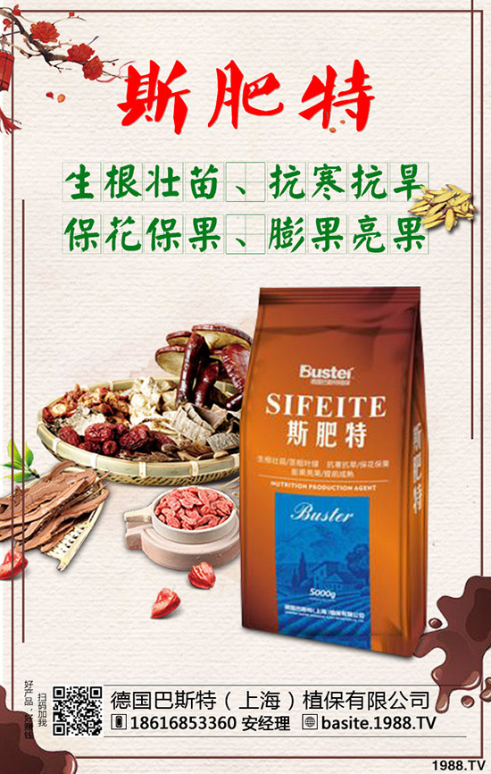 西瓜苗幾月份移栽，西瓜苗定植移栽技術(shù)及注意事項！