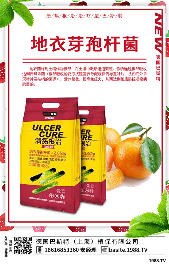  香椿怎么種植，種植密度該多大？香椿苗種植方法！