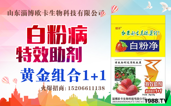 �����P(gu��n)ϵ�����A��ɽ�|�Ͳ��W�������m(x��)�s1988.TV�����\�����°l(f��)չ��