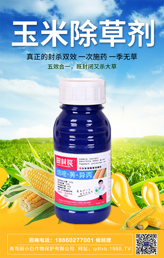 玉米種子拌種有什么作用？玉米苗期管理要點(diǎn)！