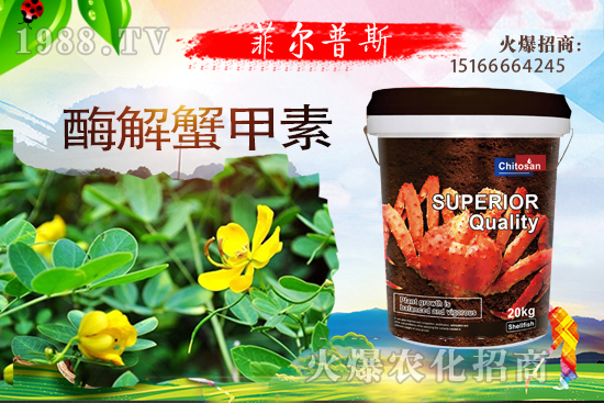 龍葵怎么種植?龍葵種植技術(shù)要點(diǎn)!