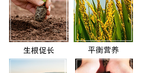 黃腐酸生物有機肥料-小黑力-農佳一_06