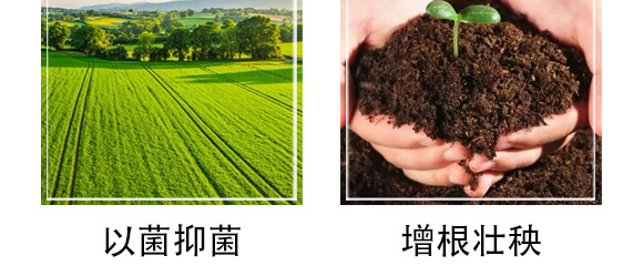 黃腐酸生物有機肥料-小黑力-農佳一_07