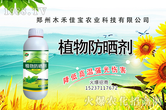 香樟樹種植栽培要點(diǎn)有哪些，香樟樹移栽方法！