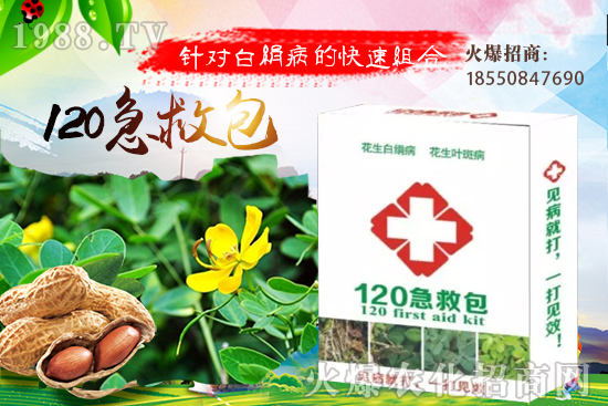 慈姑育苗方法有哪些？慈菇怎么移栽定植？