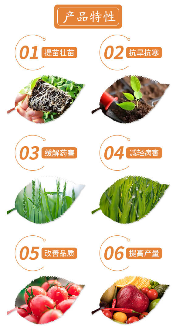 蕓苔生長(zhǎng)精-偉科肥業(yè)_03