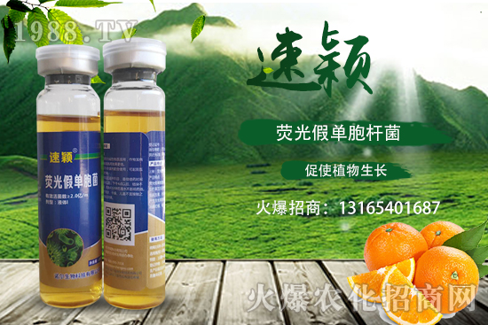 柑橘潰瘍病危害一年比一年嚴重,柑橘潰瘍病如何防控?