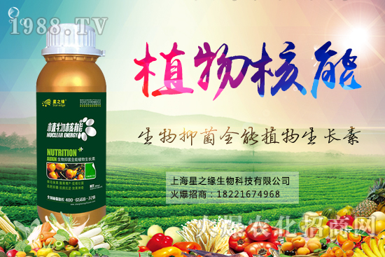 小南瓜育苗技術(shù)