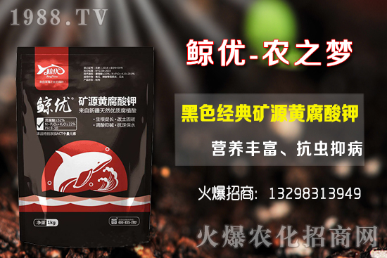 青棗的種植密度，青棗的品種選擇及種植方法！