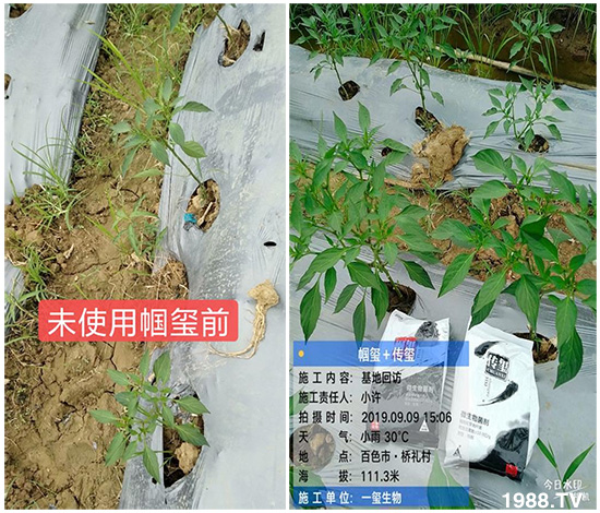 好產(chǎn)品好作用，“一璽生物”微生物菌劑“幗璽”客戶真實(shí)反饋！