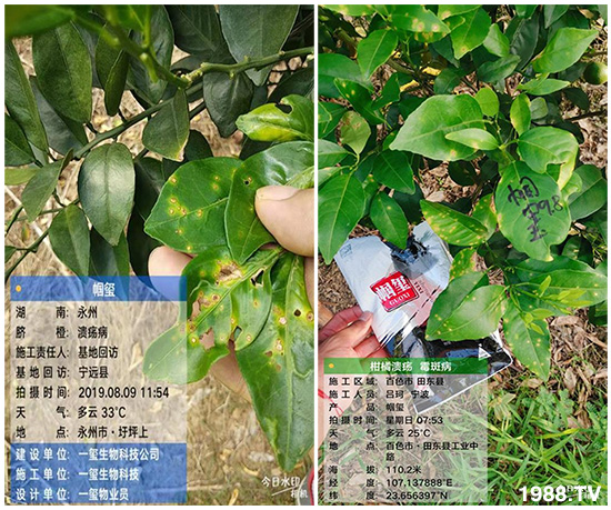 好產(chǎn)品好作用，“一璽生物”微生物菌劑“幗璽”客戶真實(shí)反饋！