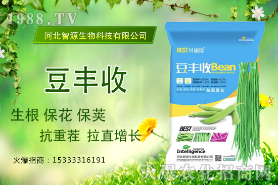 用了“豆豐收”，豆角拉直增長產量高？豆豐收有什么優(yōu)勢？
