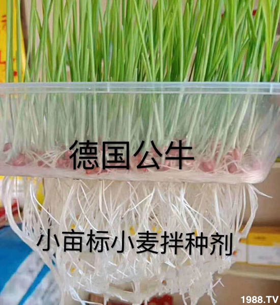 小麥拌種促增產(chǎn),小麥拌種劑如何選呢?小麥拌種劑品牌選擇!