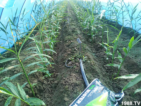     如何讓種植變得更輕松？一個套餐，全面配方，巴斯特大姜營養(yǎng)套餐方案！