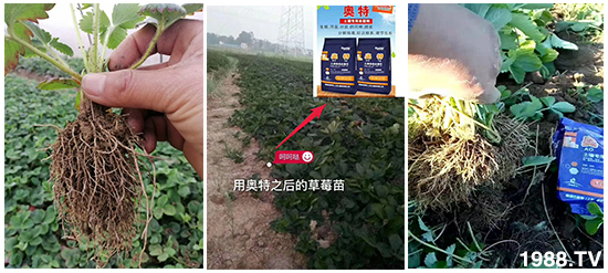     如何讓種植變得更輕松？一個套餐，全面配方，巴斯特大姜營養(yǎng)套餐方案！