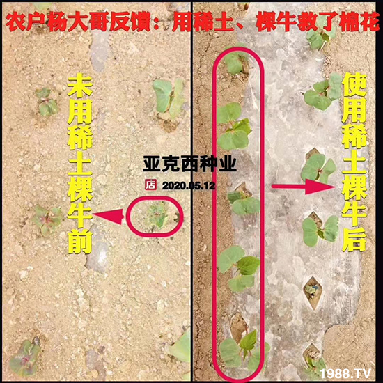     如何讓種植變得更輕松？一個套餐，全面配方，巴斯特大姜營養(yǎng)套餐方案！