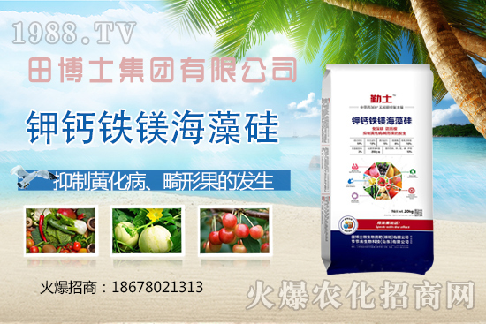 越夏番茄畸形果、產(chǎn)量上不去！防治番茄畸形果，這些要領(lǐng)需掌握！