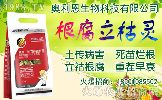 洋蔥如何施肥？洋蔥種植方法及播種時(shí)間！