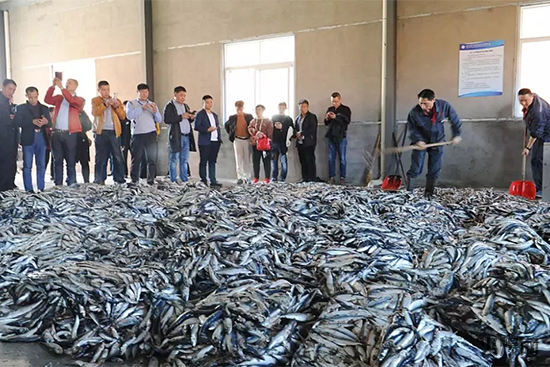 魚(yú)蛋白原料