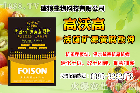 人參果畝產(chǎn)效益是多少？人參果的種植與管理技術(shù)！