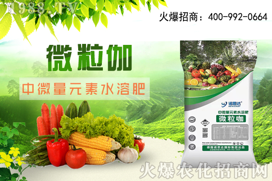 辣椒該怎么育苗，辣椒育苗時間及育苗注意要點！