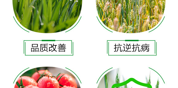 500ml氨基酸中藥肥-潰立克-紅樂(lè)_06