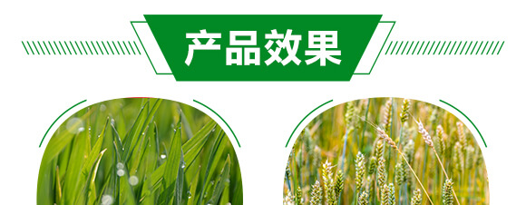 500ml氨基酸中藥肥-潰立克-紅樂(lè)_05