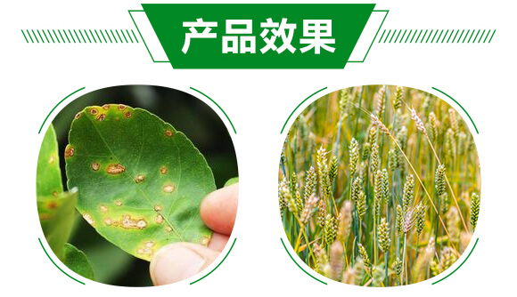 進口生物硫-祛螨靈-晨茂農(nóng)業(yè)_05