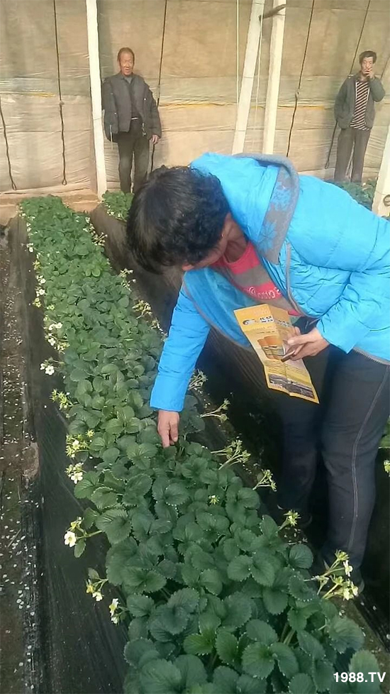 水溶肥市場(chǎng)大變革！？海藻精、魚蛋白將被它代替！1000多用戶鼎力推薦！