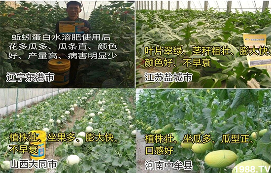 水溶肥市場(chǎng)大變革??？海藻精、魚蛋白將被它代替！1000多用戶鼎力推薦！