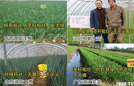 水溶肥市場(chǎng)大變革??？海藻精、魚蛋白將被它代替！1000多用戶鼎力推薦！