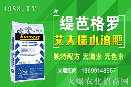 小麥價格漲了！十月小麥行情預測！
