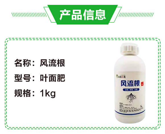 風(fēng)流根(生根養(yǎng)根壯根)-綠肥_02
