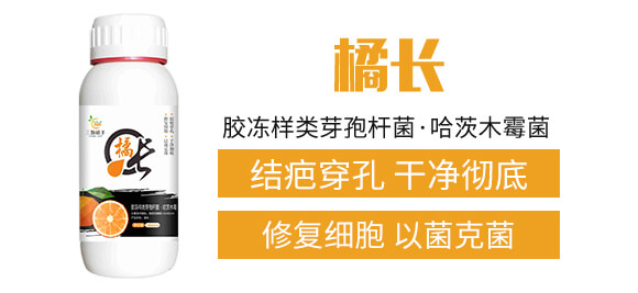 膠凍樣類芽孢桿菌·哈茨木霉菌-橘長-三顆橘子_02