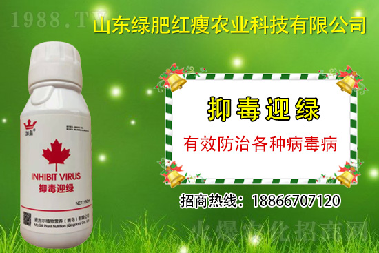 防治病毒病再也不用拔,“抑毒迎綠”專治病毒??!