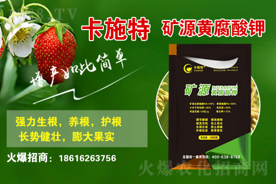 今日花生價格多少錢一斤？2021年3月19日花生價格行情