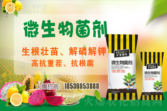 草莓爛根現(xiàn)象頻繁發(fā)生，主要源于什么病害？