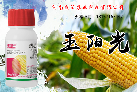 玉米除草為什么選擇苗后？玉米苗后除草劑如何打？