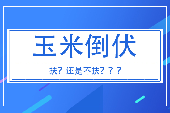 玉米倒伏到底扶不扶？ 答案來(lái)了！