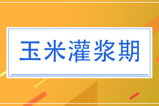 8月玉米灌漿期將怎么管理？