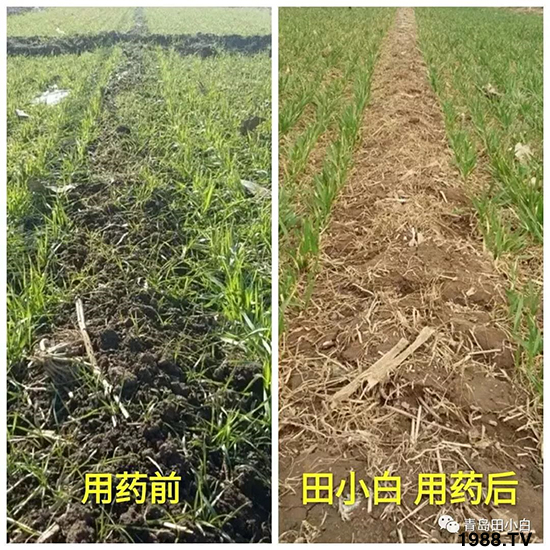 小麥雜草，節(jié)節(jié)麥泛濫成災(zāi)，怎么辦？小麥除草劑怎么選