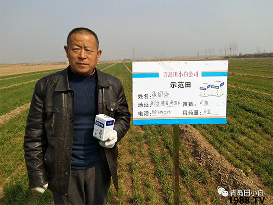 小麥雜草，節(jié)節(jié)麥泛濫成災(zāi)，怎么辦？小麥除草劑怎么選