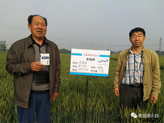 小麥雜草，節(jié)節(jié)麥泛濫成災(zāi)，怎么辦？小麥除草劑怎么選