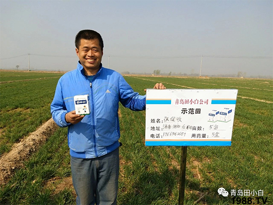 小麥雜草，節(jié)節(jié)麥泛濫成災(zāi)，怎么辦？小麥除草劑怎么選