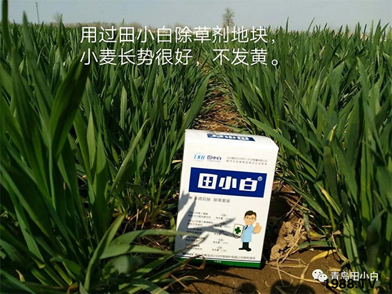 小麥雜草，節(jié)節(jié)麥泛濫成災(zāi)，怎么辦？小麥除草劑怎么選