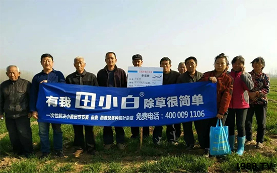 小麥雜草，節(jié)節(jié)麥泛濫成災(zāi)，怎么辦？小麥除草劑怎么選