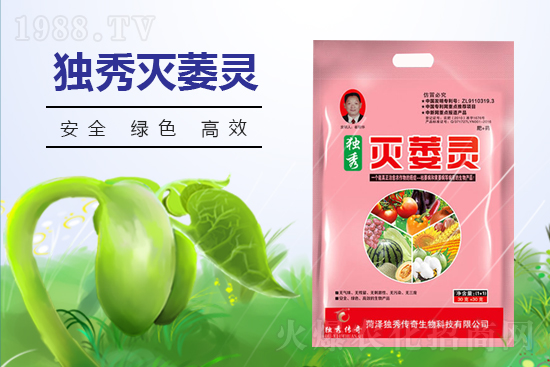 番茄發(fā)生枯萎病什么癥狀？番茄枯萎病的預(yù)防措施