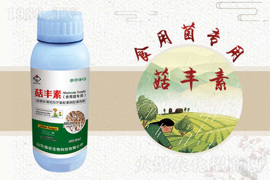 平菇栽培要點,需要注意哪些事項?